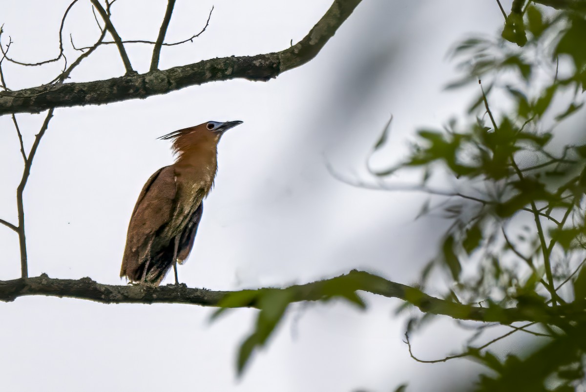 Malayan Night Heron - ML620521262