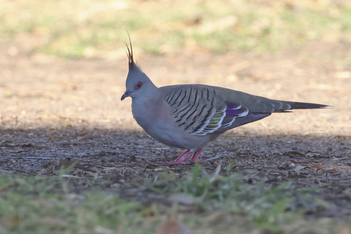 Crested Pigeon - ML620521264