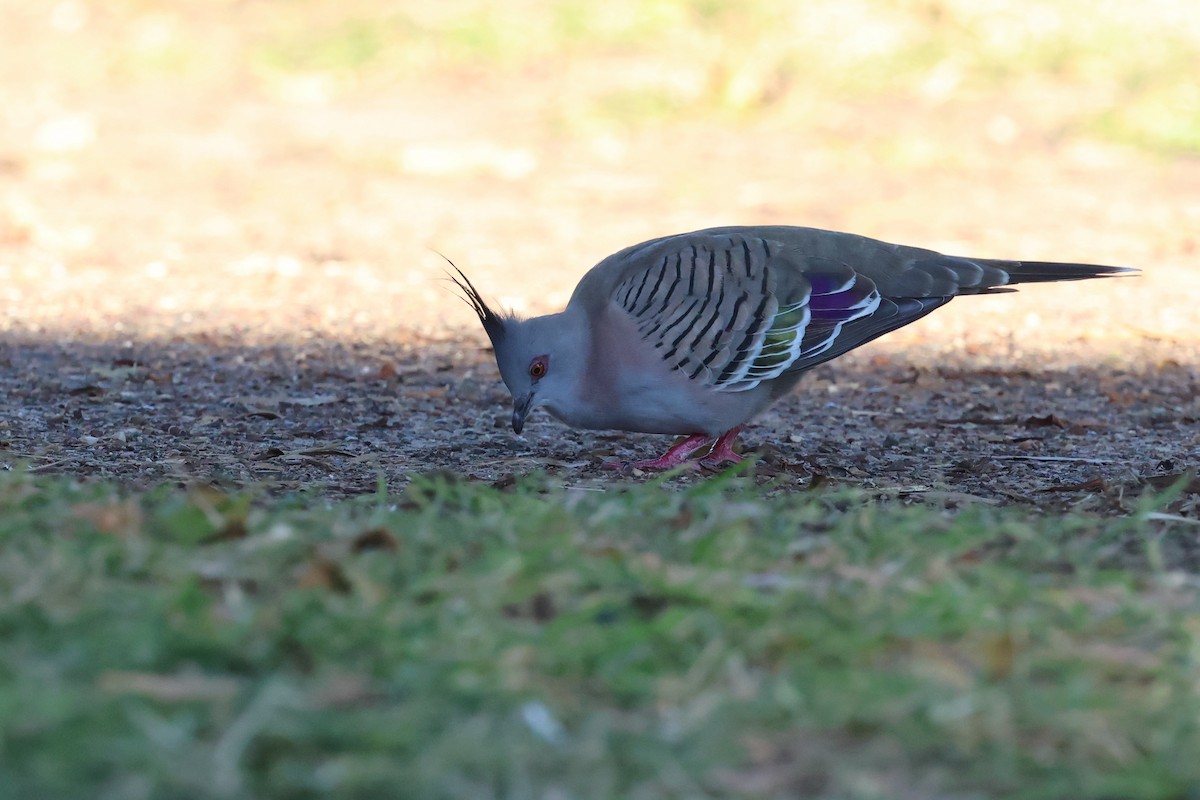 Crested Pigeon - ML620521265