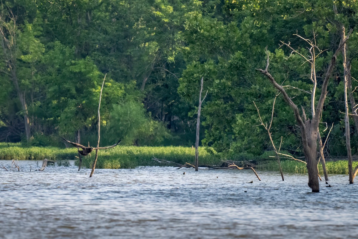 Bald Eagle - ML620521266