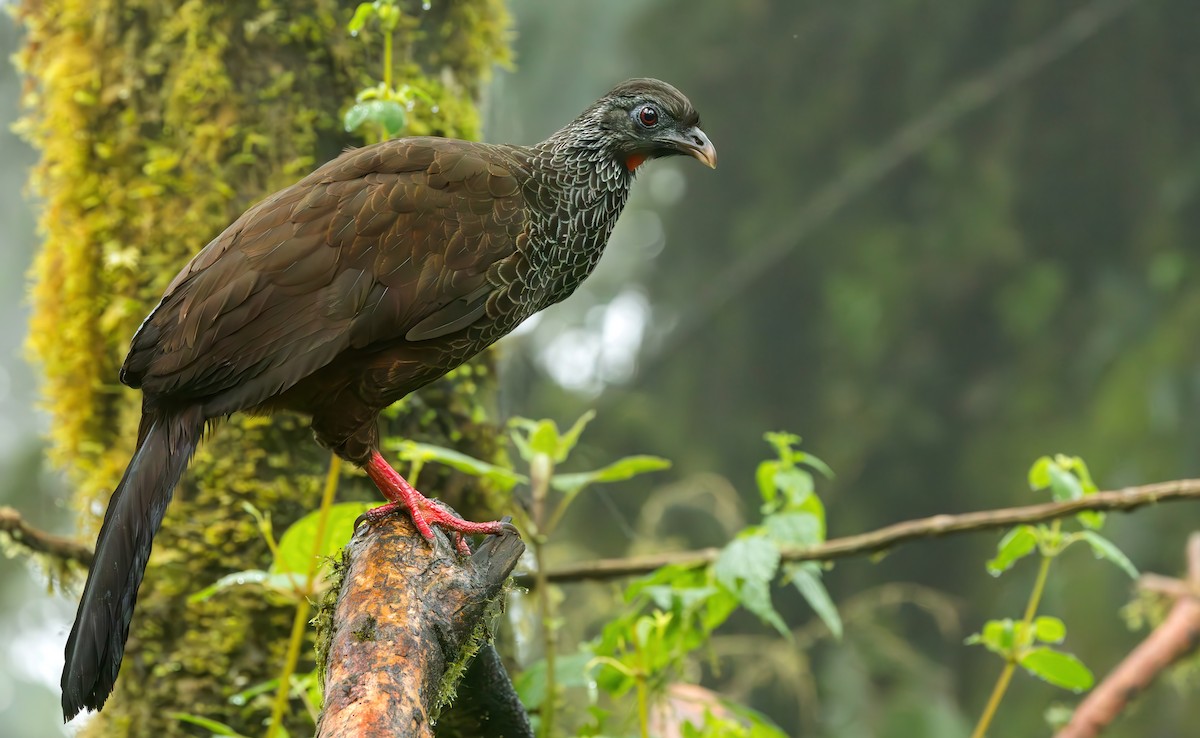 Andean Guan - ML620521271