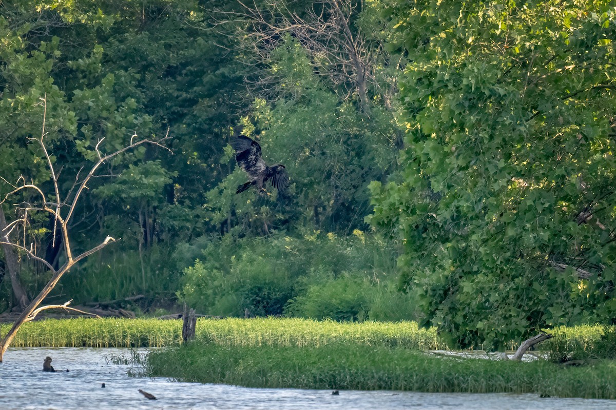 Bald Eagle - ML620521272