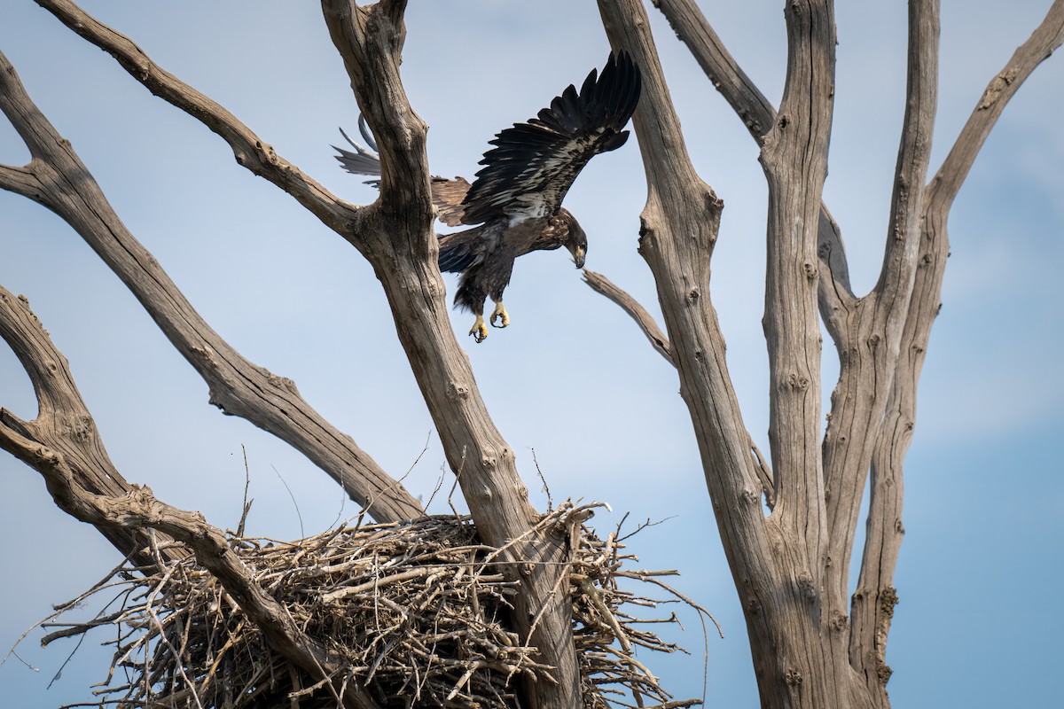 Bald Eagle - Rick Wilhoit