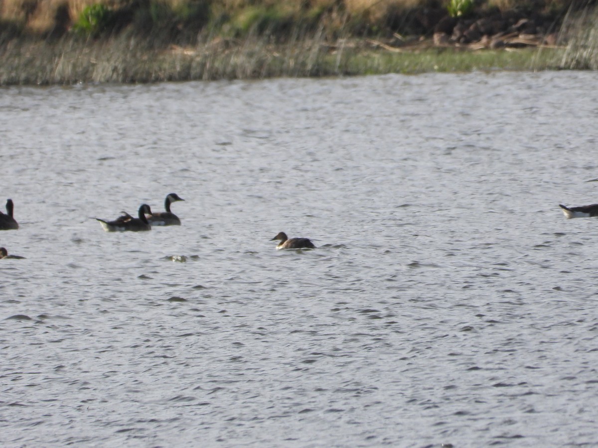 Canvasback - ML620521274