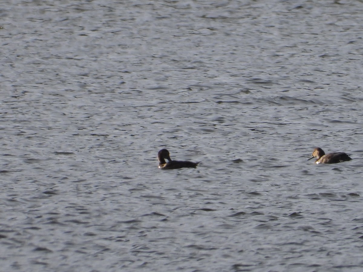 Canvasback - ML620521275