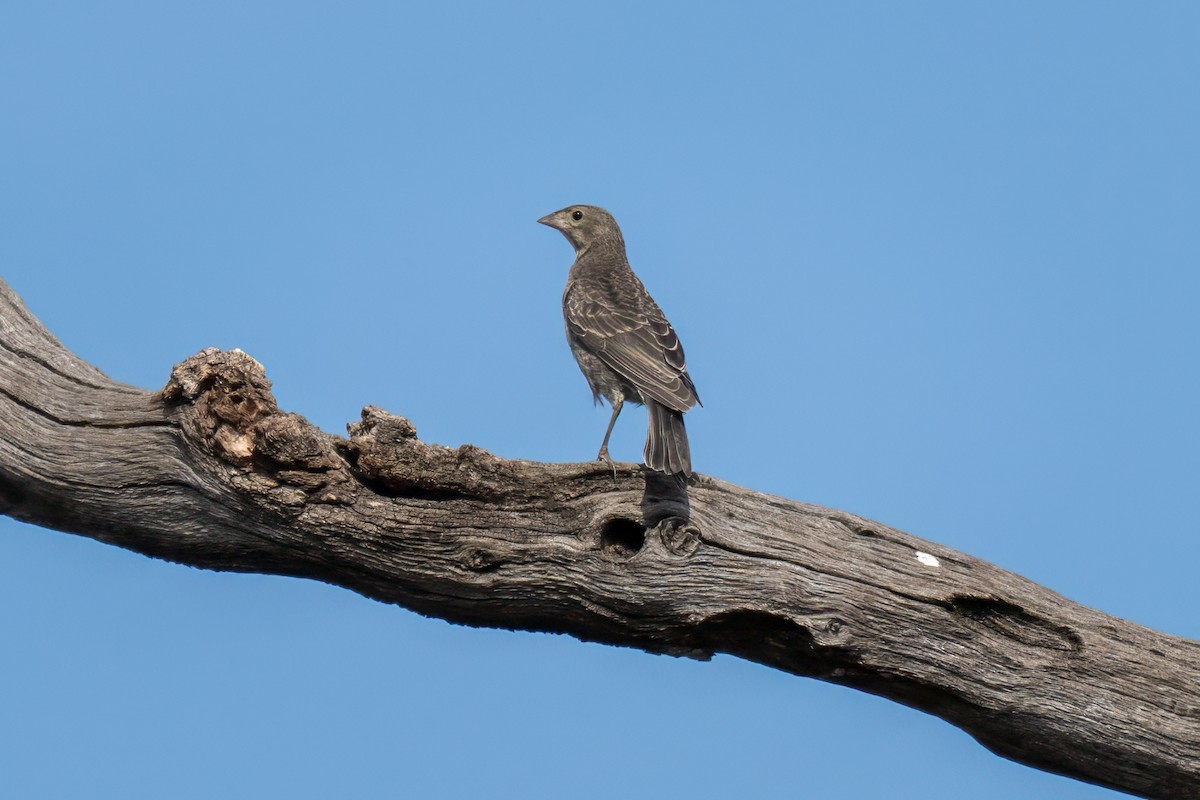 Tordo Cabecipardo - ML620521276