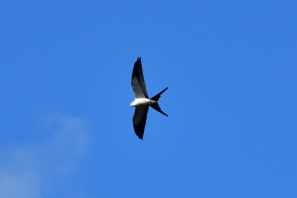 Swallow-tailed Kite - ML620521277