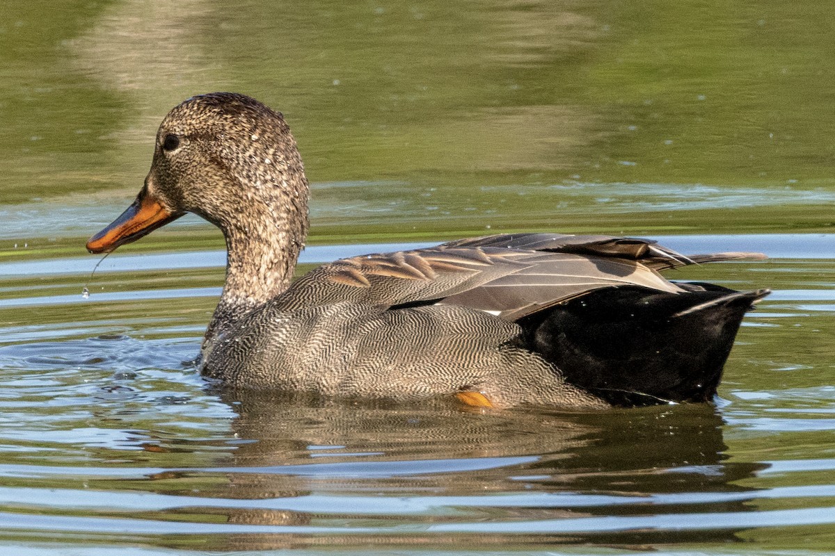 Gadwall - ML620521278