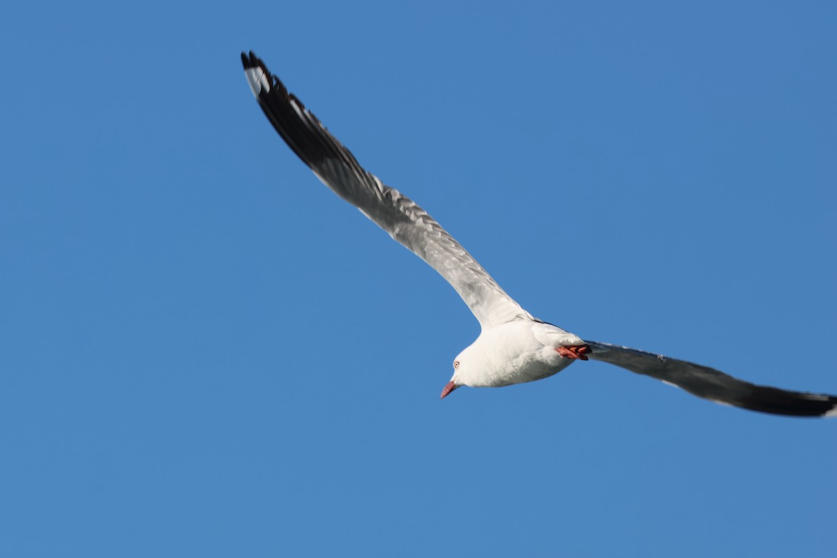 Gaviota Plateada - ML620521280