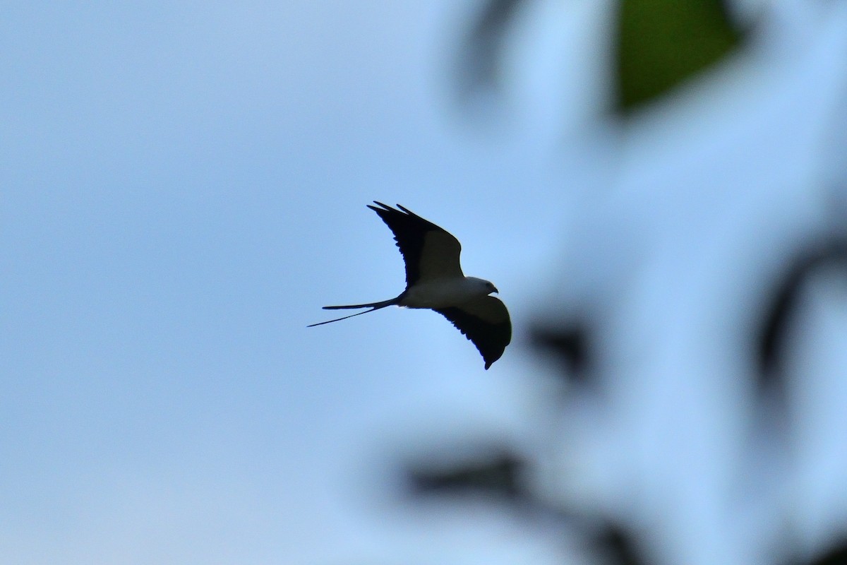 Swallow-tailed Kite - ML620521282