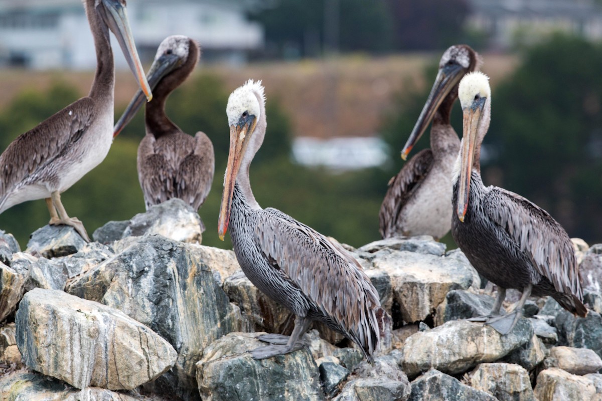 Brown Pelican - ML620521285