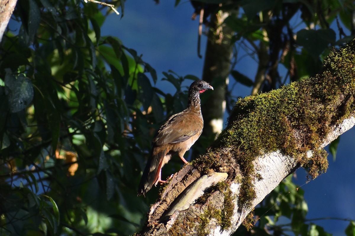 Chachalaca Moteada - ML620521290