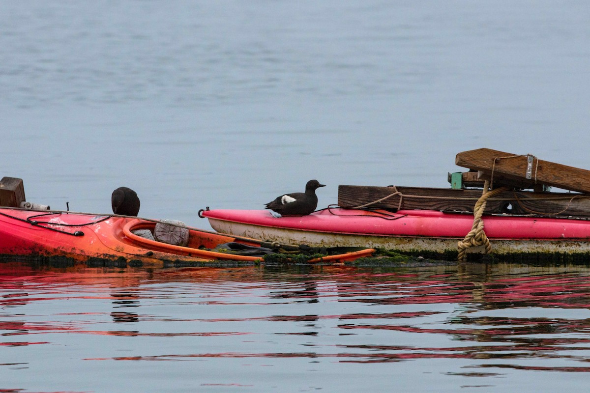 Pigeon Guillemot - ML620521293