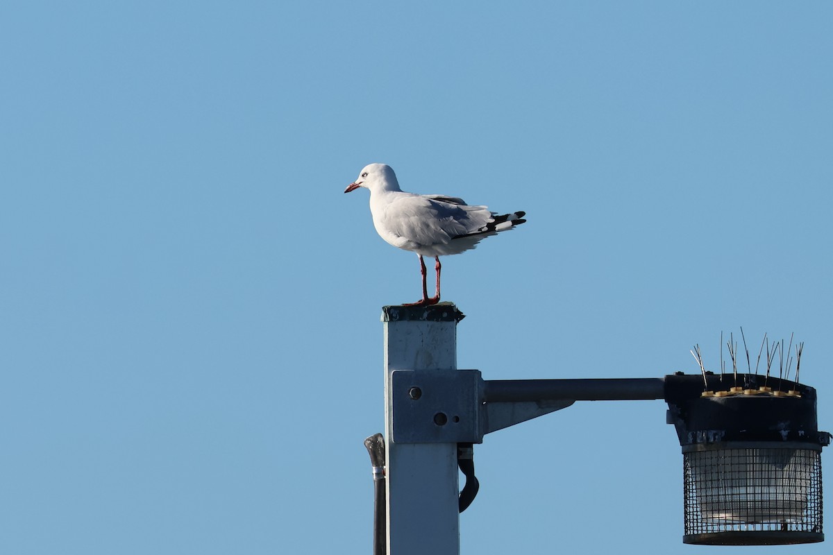 Silver Gull - Dennis Devers