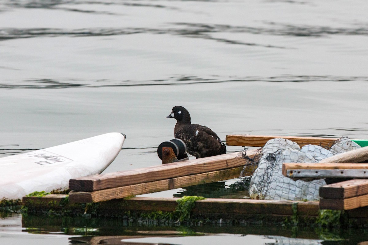 Harlequin Duck - ML620521296