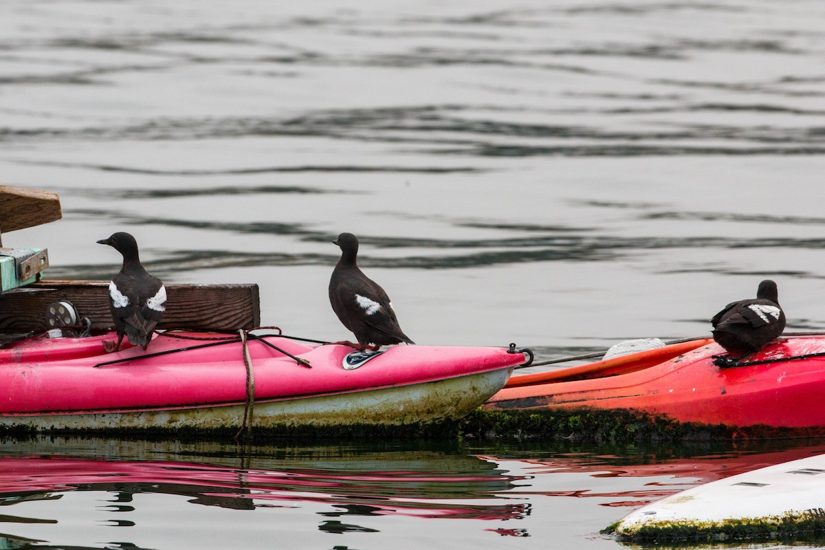 Pigeon Guillemot - ML620521299