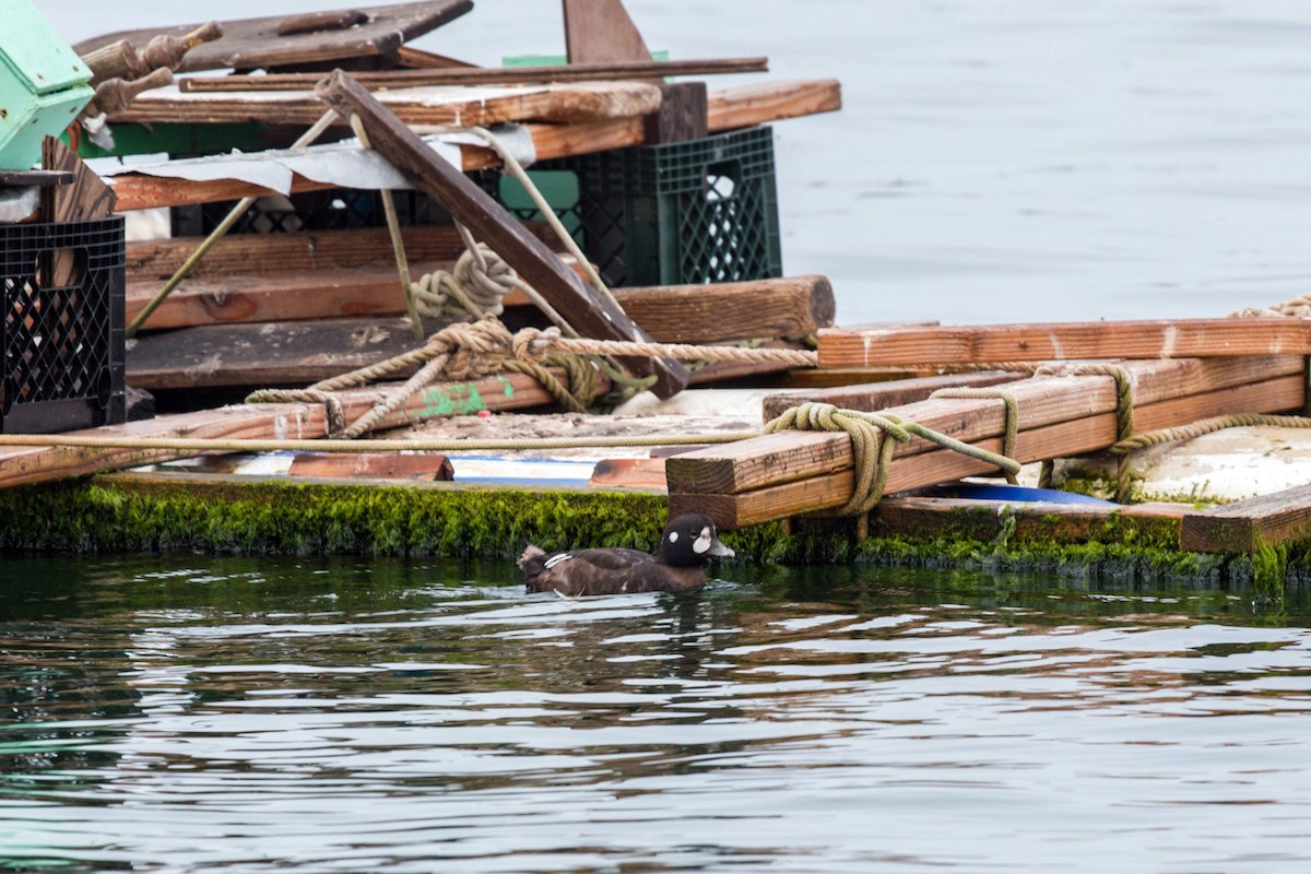 Harlequin Duck - ML620521301