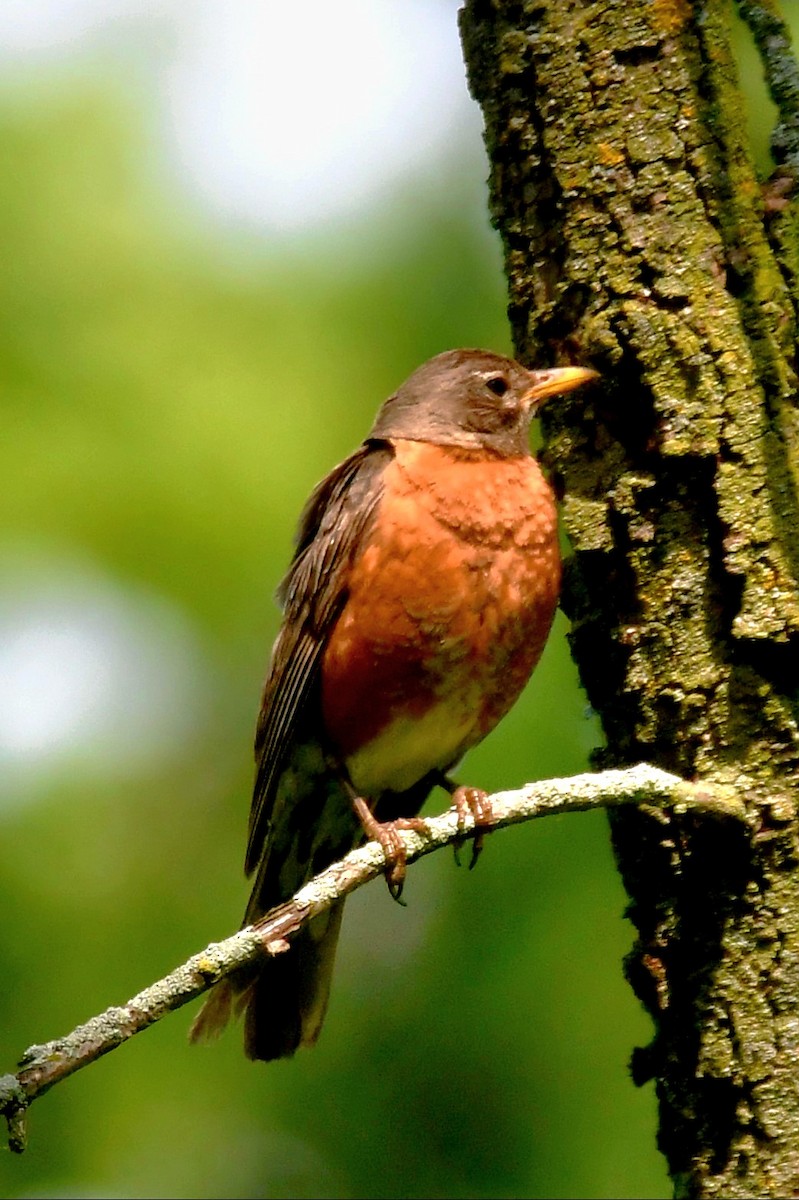 American Robin - ML620521308