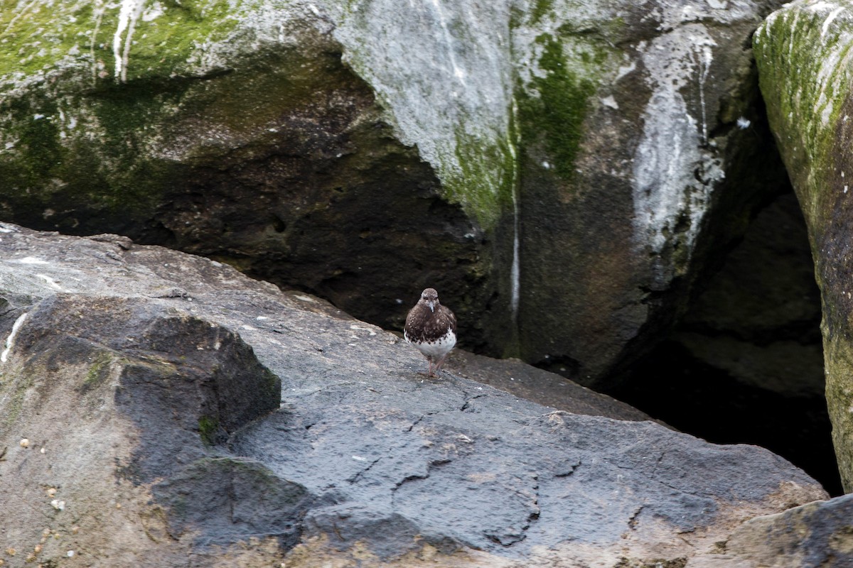 Black Turnstone - ML620521309