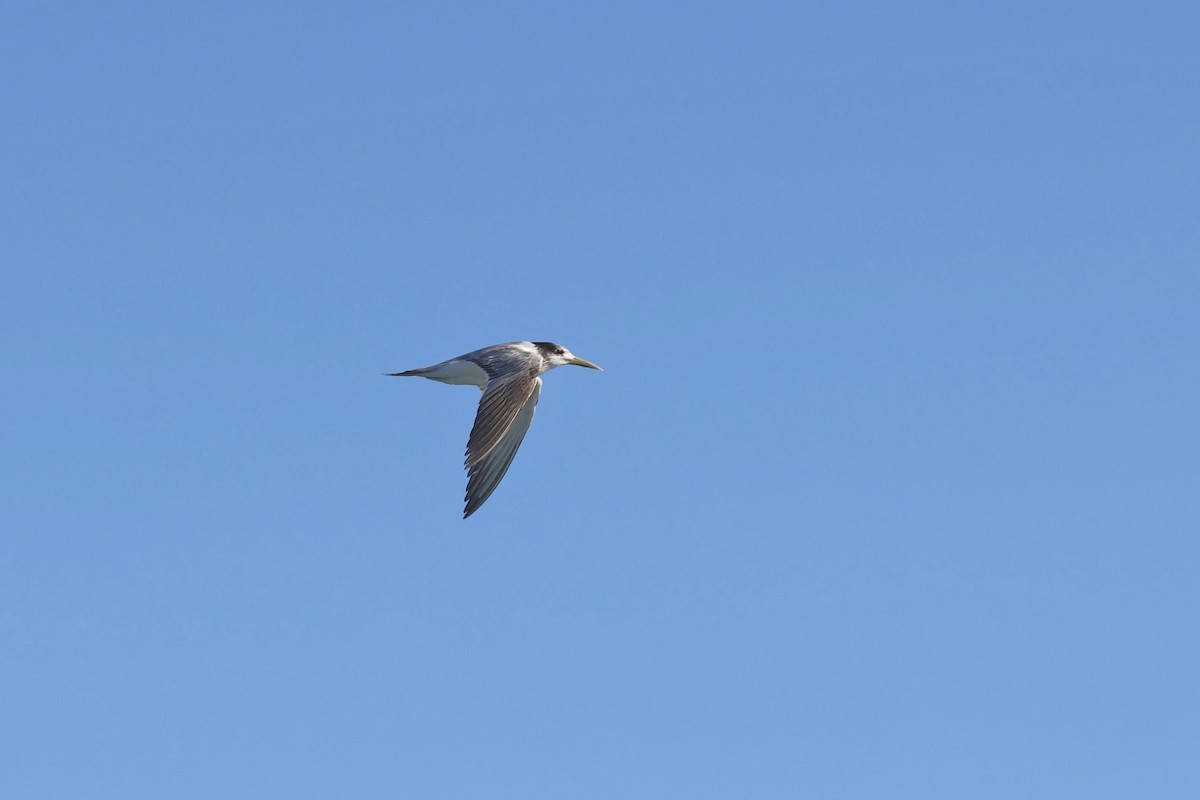 Great Crested Tern - ML620521313