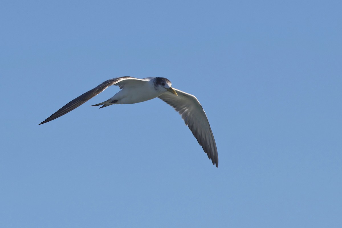 Great Crested Tern - ML620521314