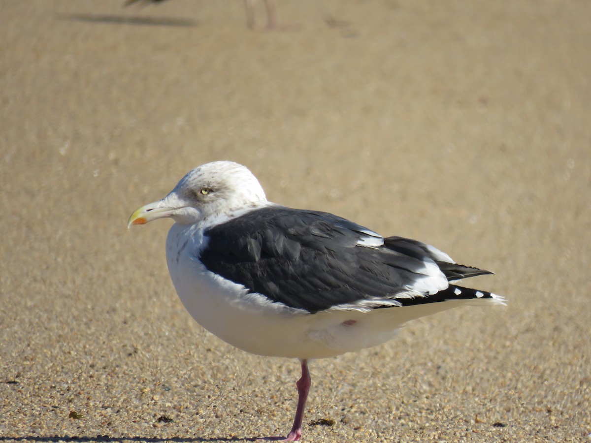 Gaviota de Kamchatka - ML620521316