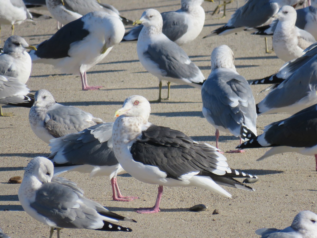 skifermåke - ML620521317