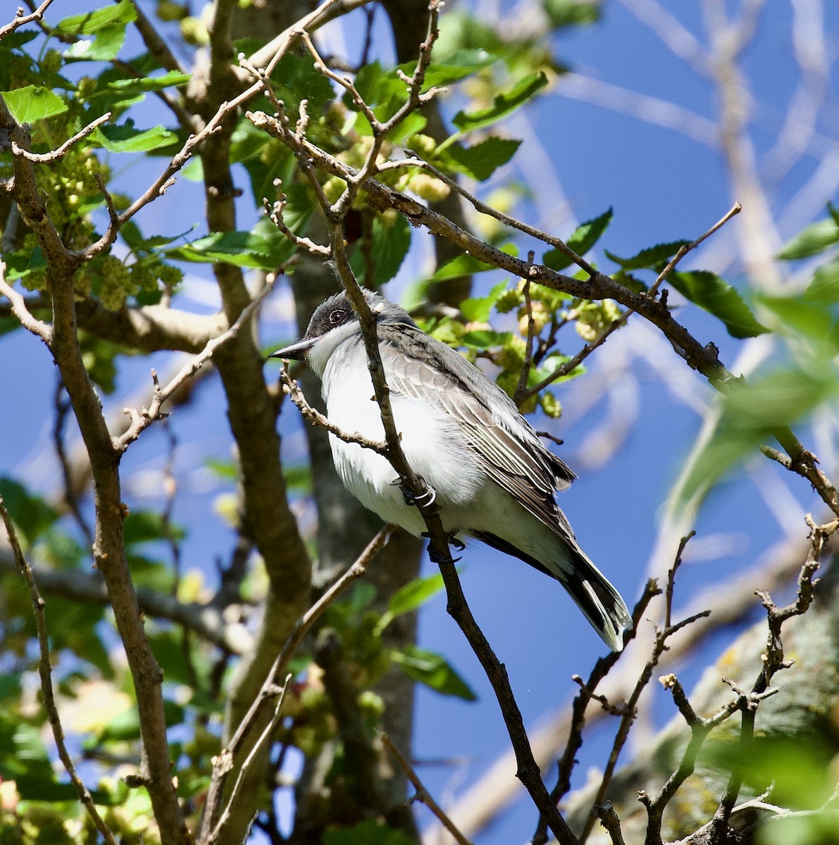 Eastern Kingbird - ML620521319