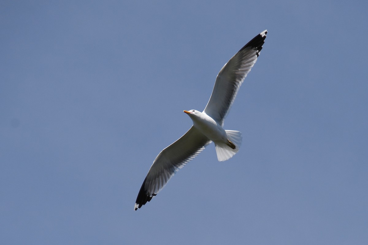 Gaviota Californiana - ML620521322