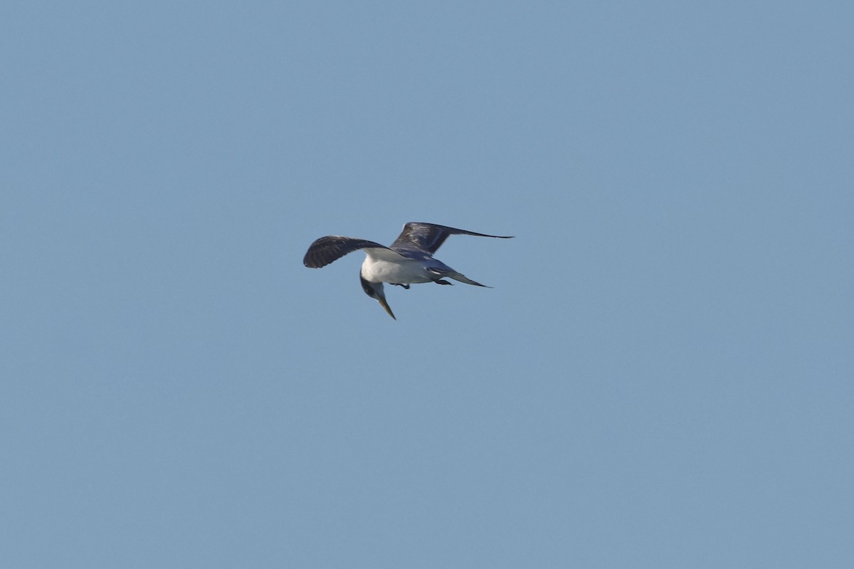 Great Crested Tern - ML620521324