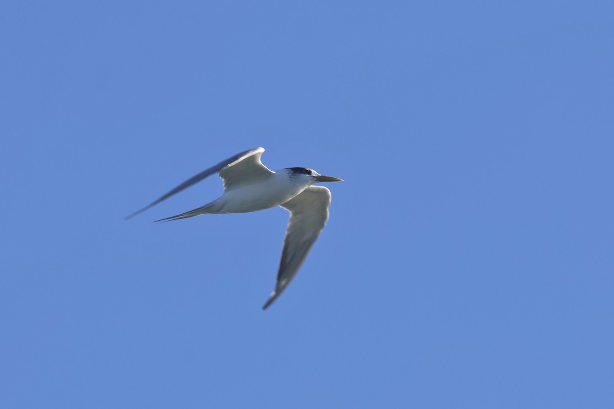 Great Crested Tern - ML620521325