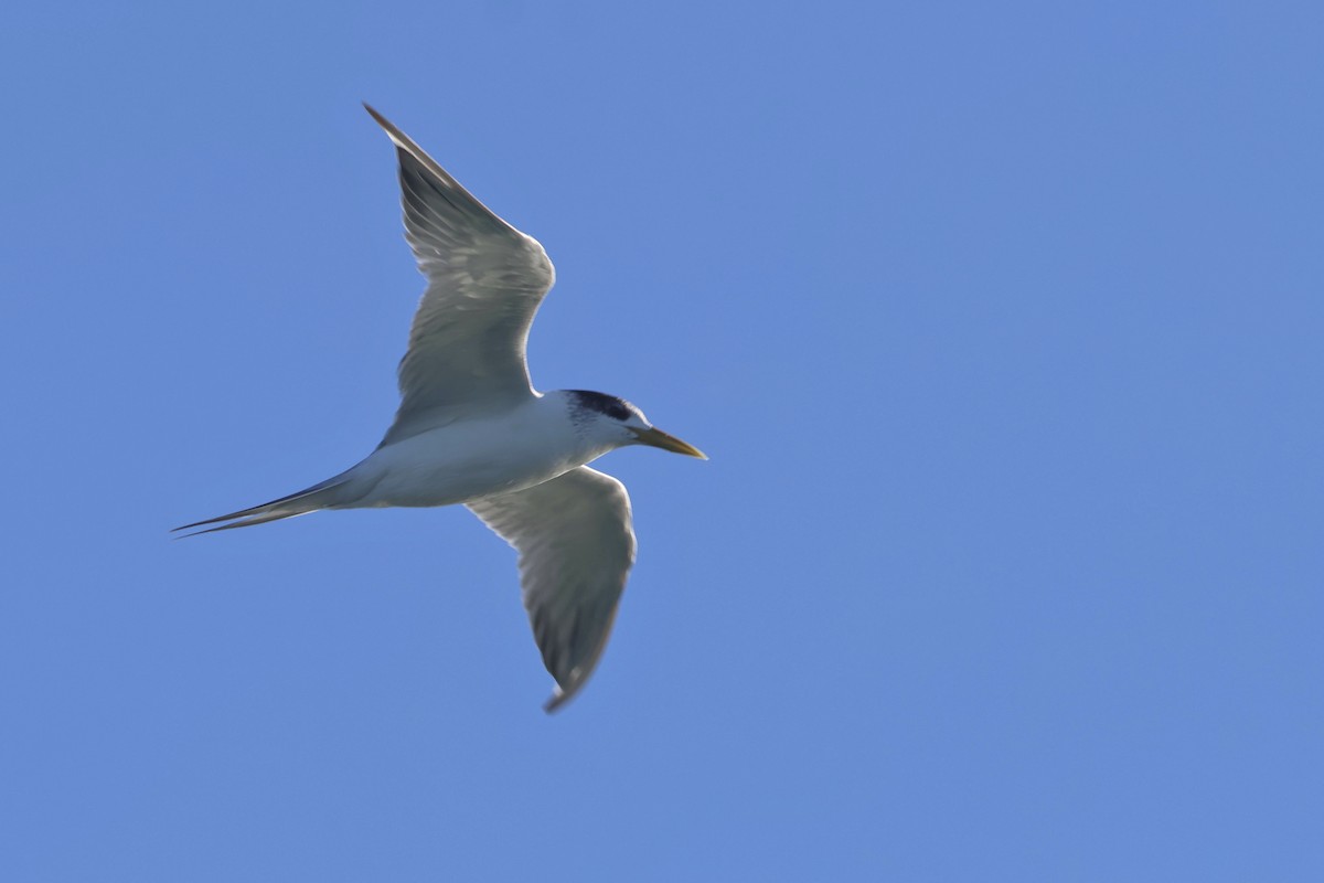 Great Crested Tern - ML620521326