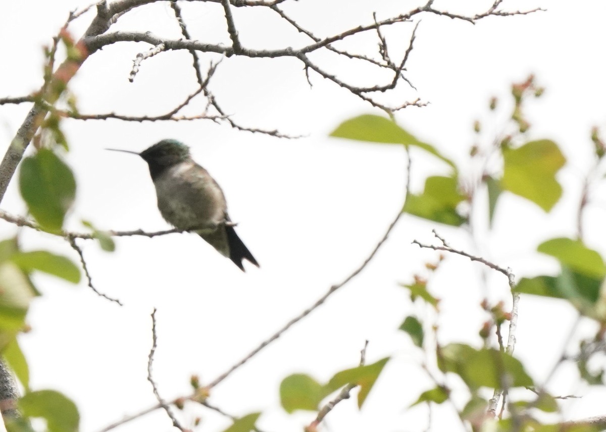 Calliope Hummingbird - ML620521327