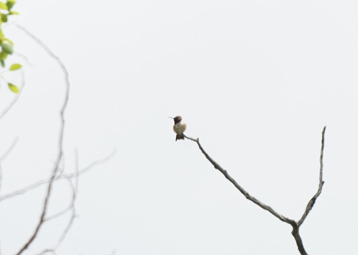 Calliope Hummingbird - ML620521328