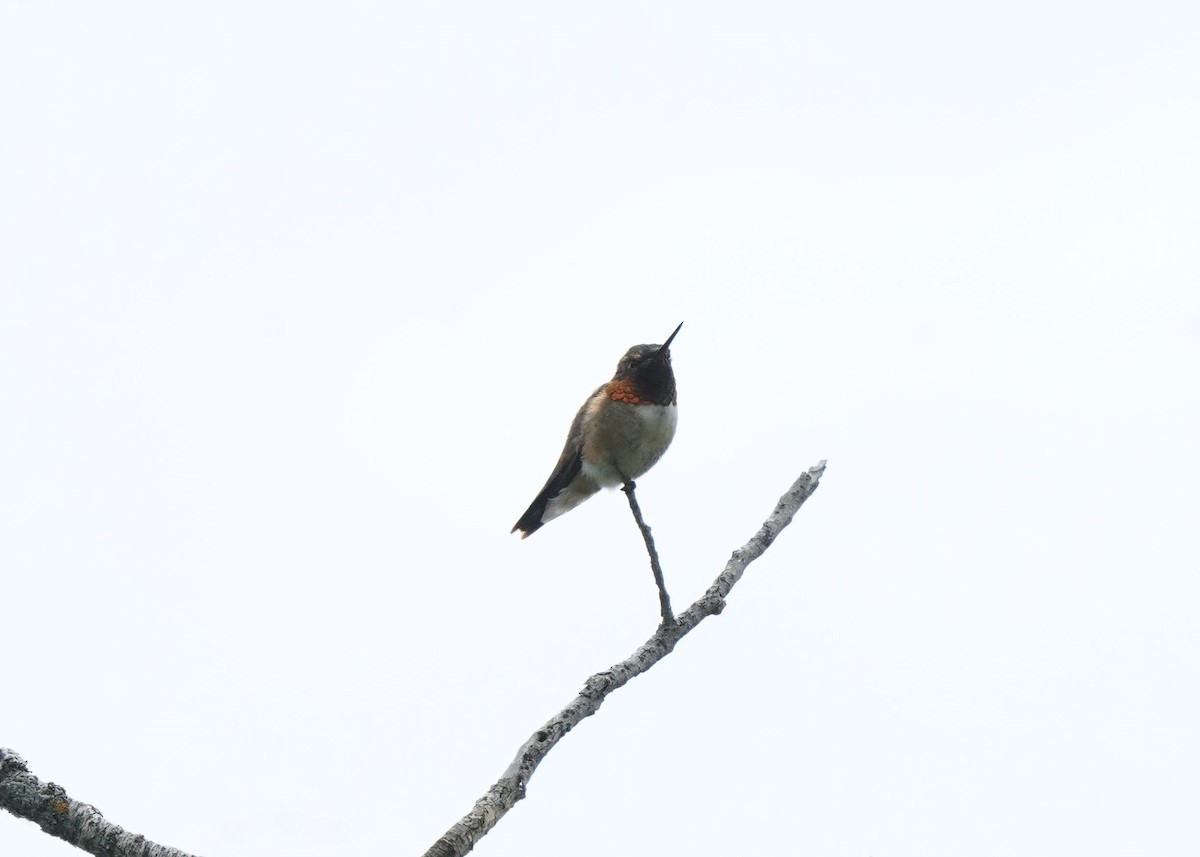 Rufous Hummingbird - ML620521332