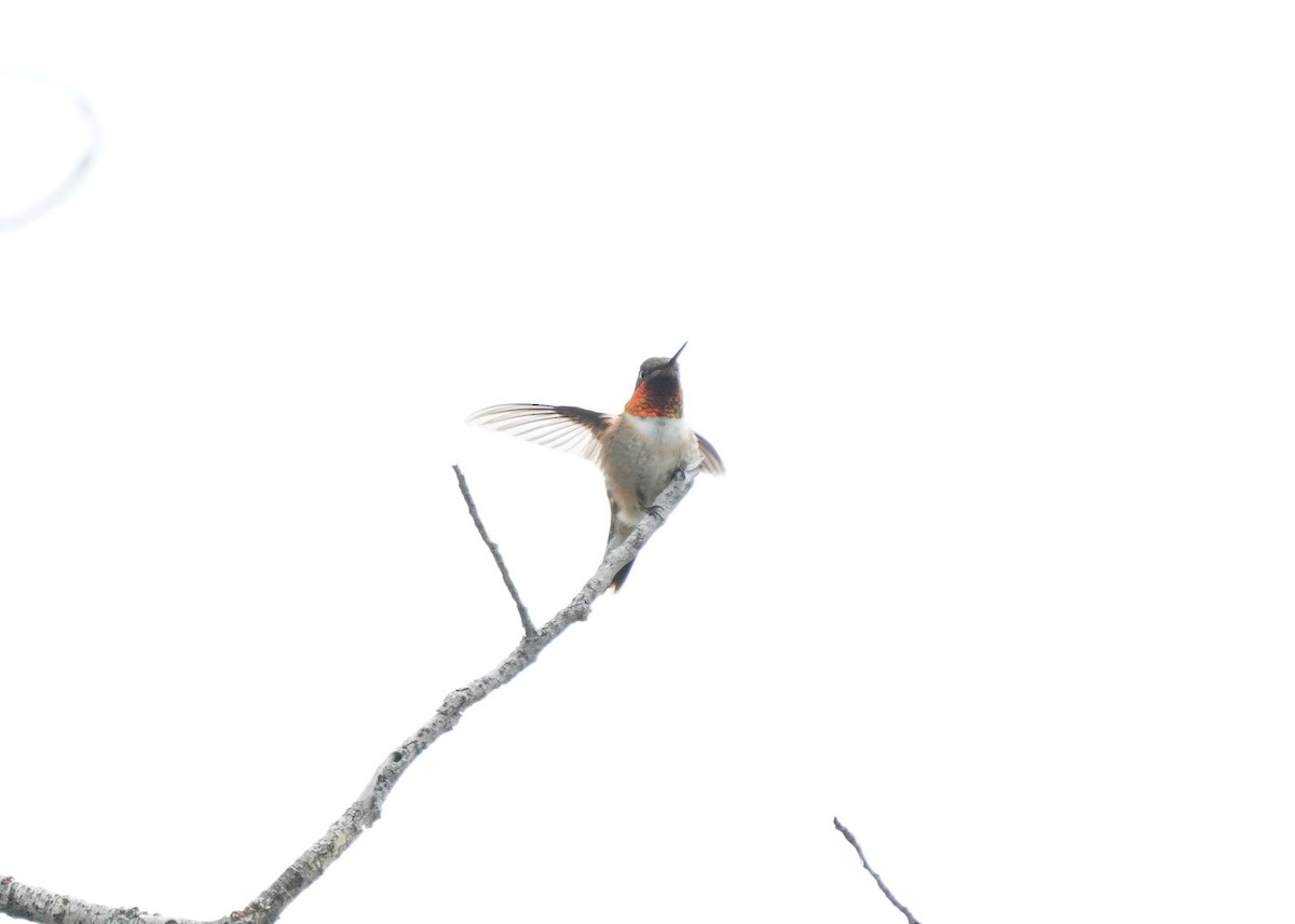 Rufous Hummingbird - ML620521335