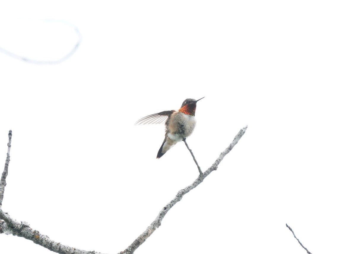 Rufous Hummingbird - ML620521336