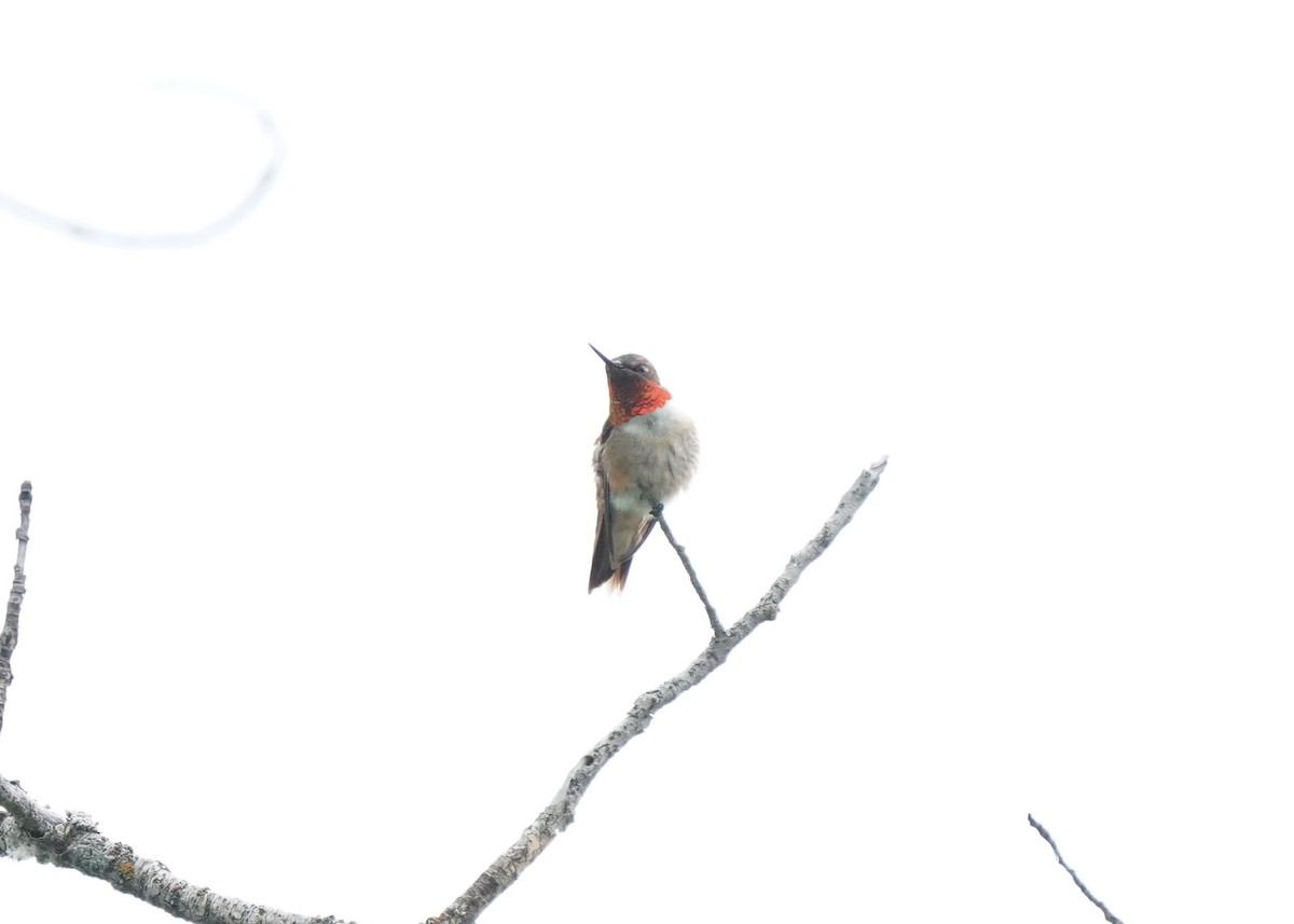 Rufous Hummingbird - ML620521337