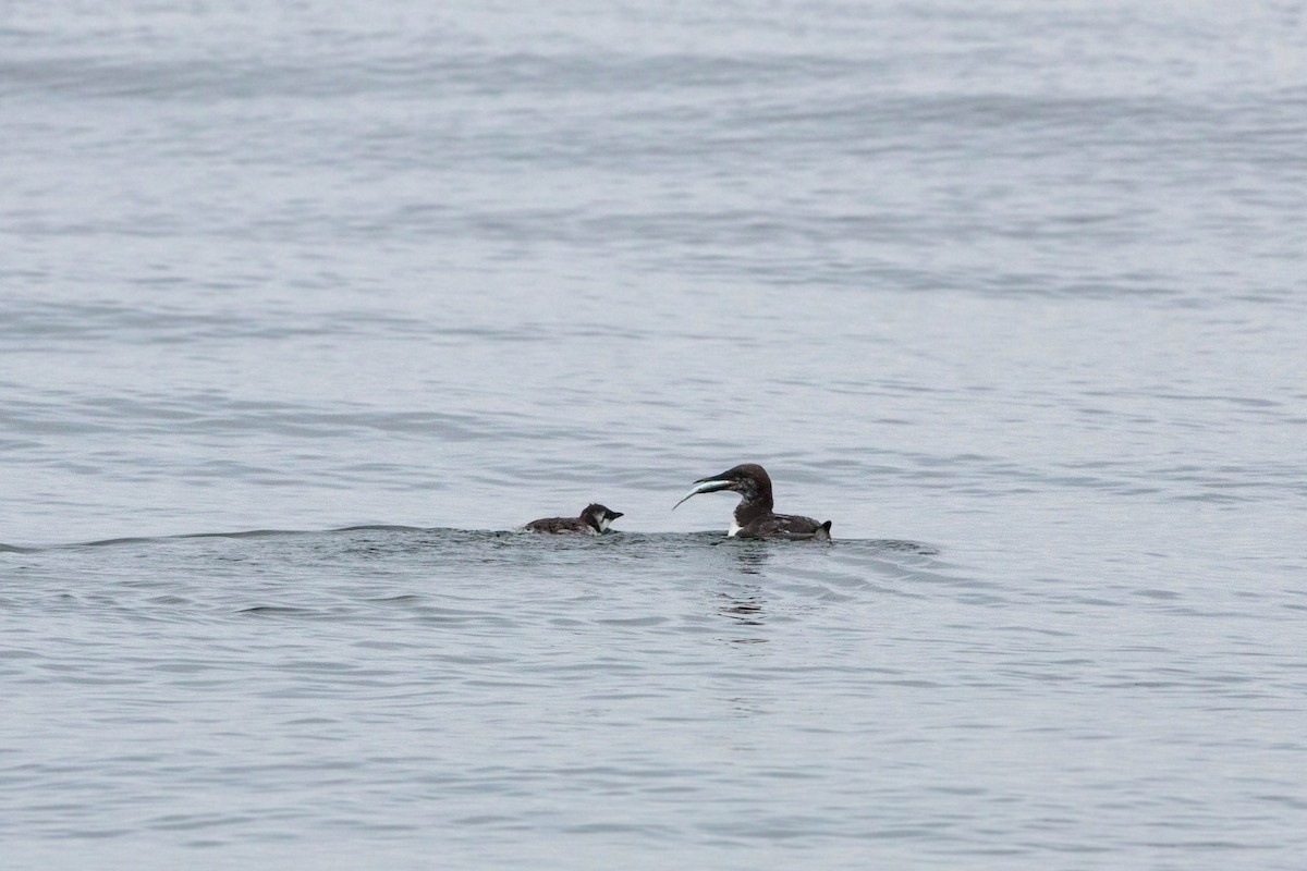 Common Murre - ML620521349