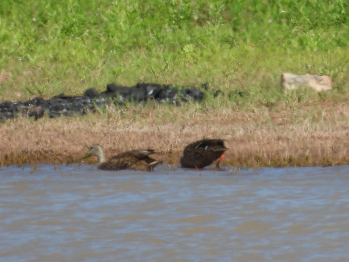 Mexican Duck - ML620521351