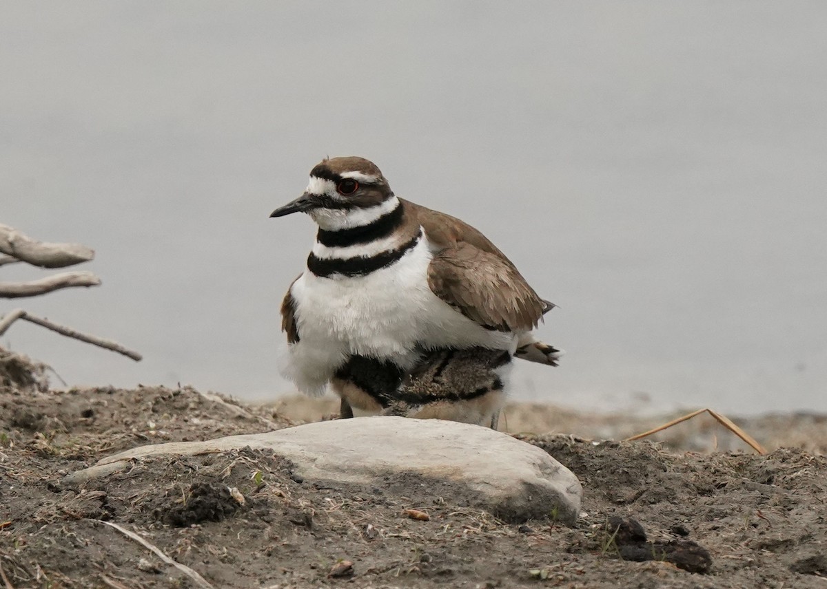 Killdeer - ML620521352