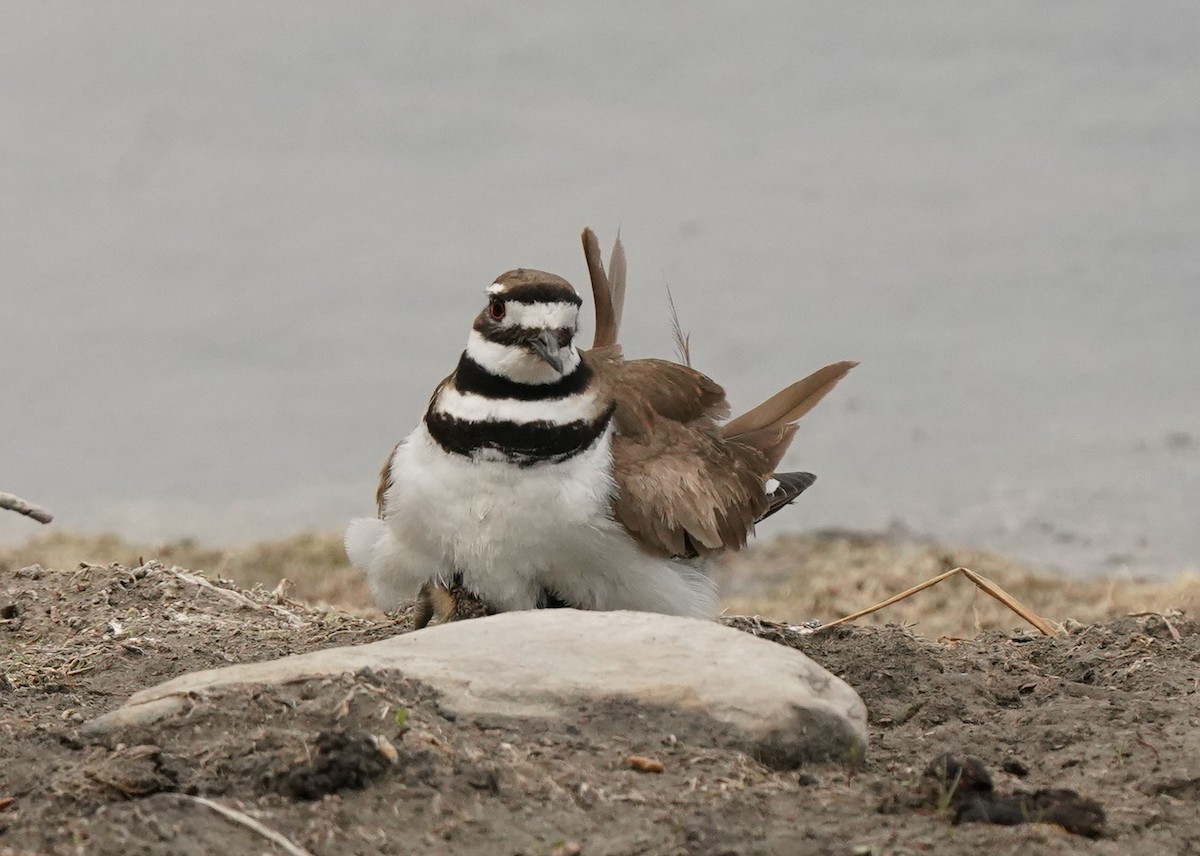 Killdeer - ML620521355