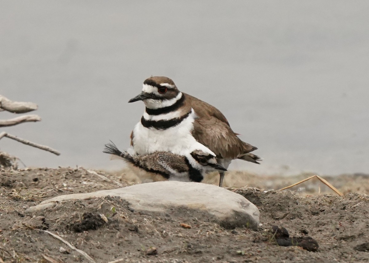 Killdeer - ML620521356