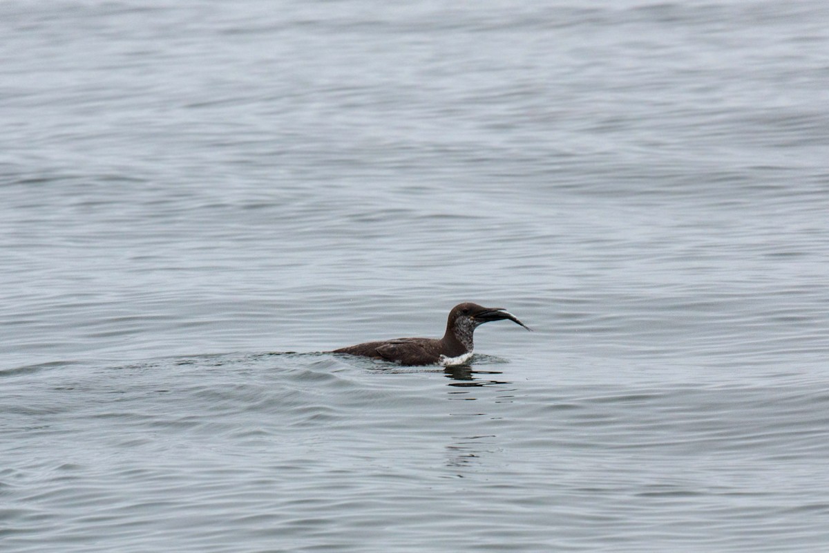 Common Murre - William Clark