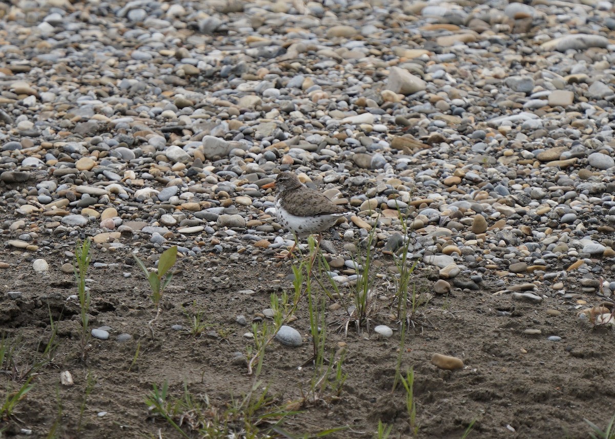 Spotted Sandpiper - ML620521367