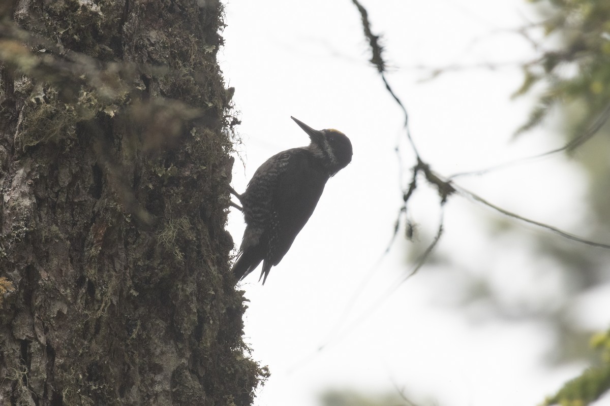 Black-backed Woodpecker - ML620521368