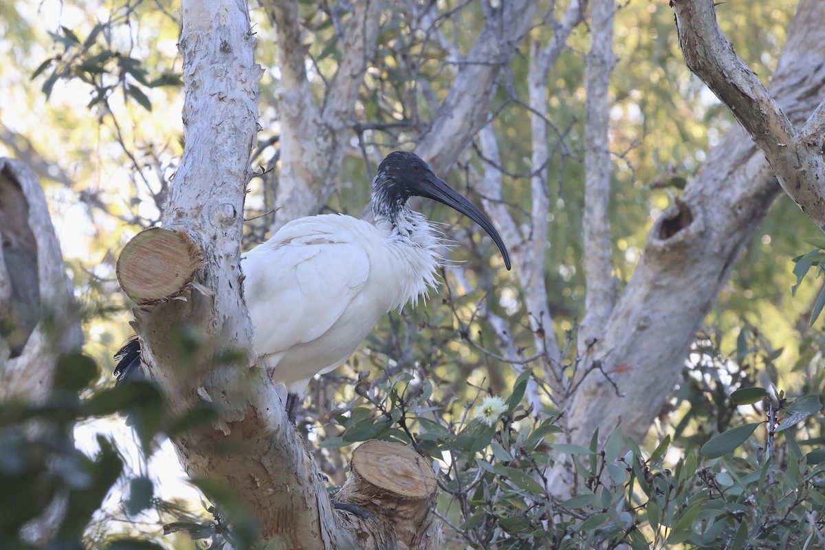 Australian Ibis - Dennis Devers