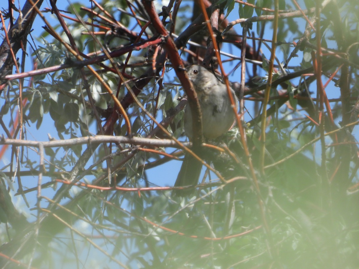 Canyon Towhee - ML620521385