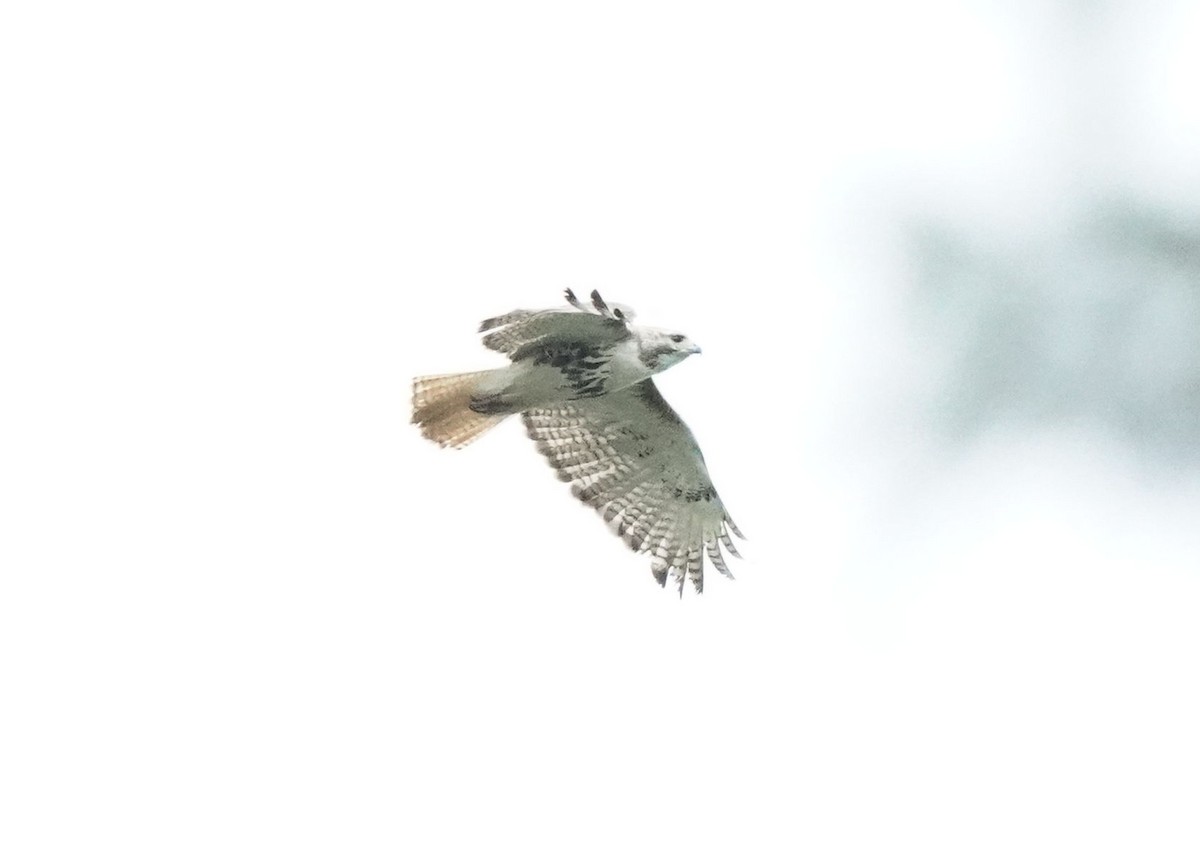 Red-tailed Hawk - ML620521389