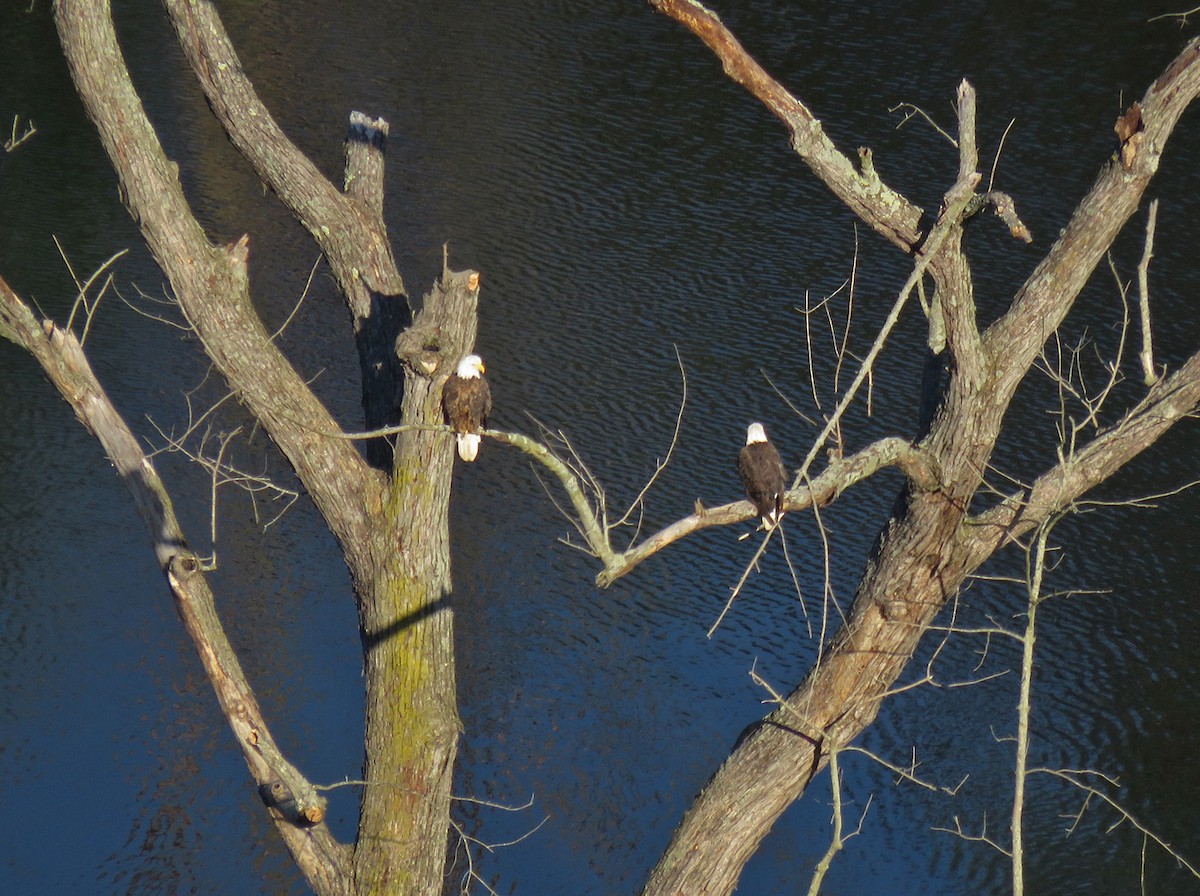 Bald Eagle - Thomas Schultz